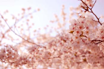 sakura1JPG.JPG